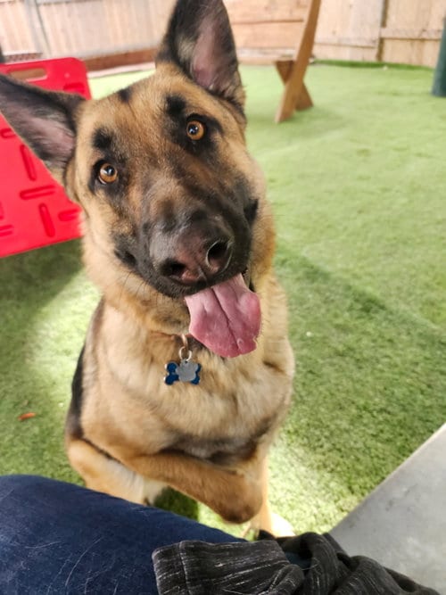 Photo of River, adoptable German Shepherd Dog in San Diego, California