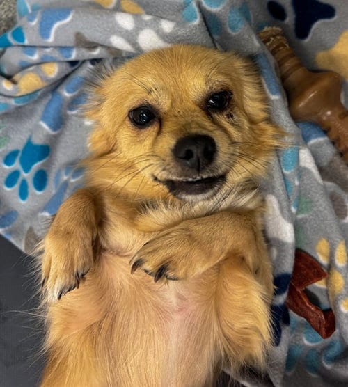 Photo of JJ, adoptable Chihuahua in Statesville, North Carolina
