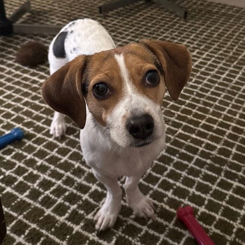 Photo of Lucky, adoptable Beagle in Willingboro, New Jersey