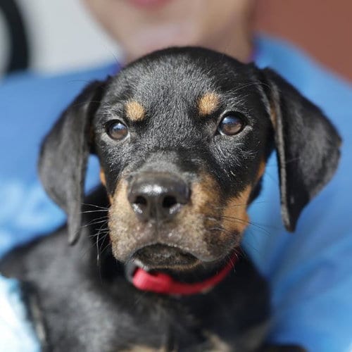 Photo of Ripley, adoptable Rottweiler in San Antonio, Texas