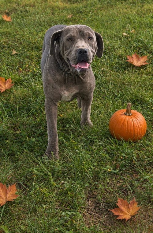 Photo of Adam Alabama, adoptable Pit Bull Terrier in Nashville, Tennessee