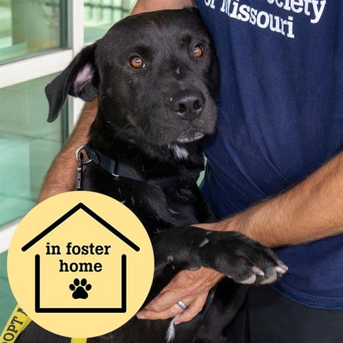 Photo of Mariachi, adoptable Labrador Retriever in St Louis, Missouri
