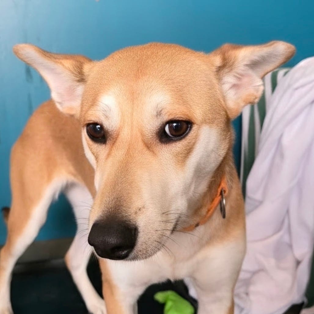 Photo of Ginger, adoptable dog in Port Angeles, Washington