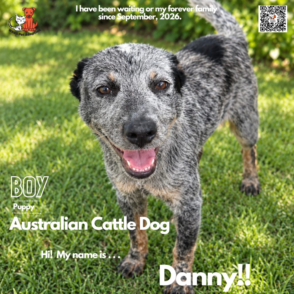 Photo of Danny, adoptable Cattle Dog, Australian (Blue Heeler) in Westminster, California