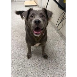 Photo of Naomi Sue, adoptable Mixed Breed (Medium) in Kansas City, Missouri