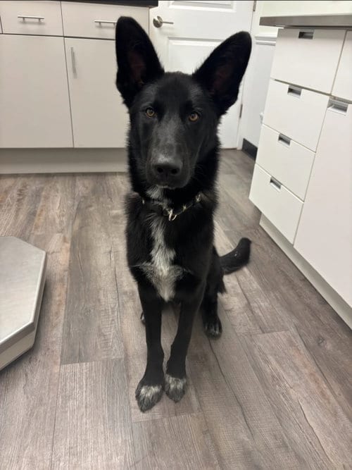 Photo of Axle, adoptable German Shepherd Dog in La Grange, North Carolina