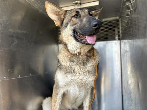 Photo of Gemma, adoptable German Shepherd Dog in Fairfield, California