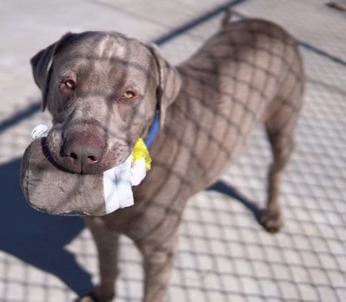 Photo of Remmy, adoptable Labrador Retriever in Knoxville, Iowa