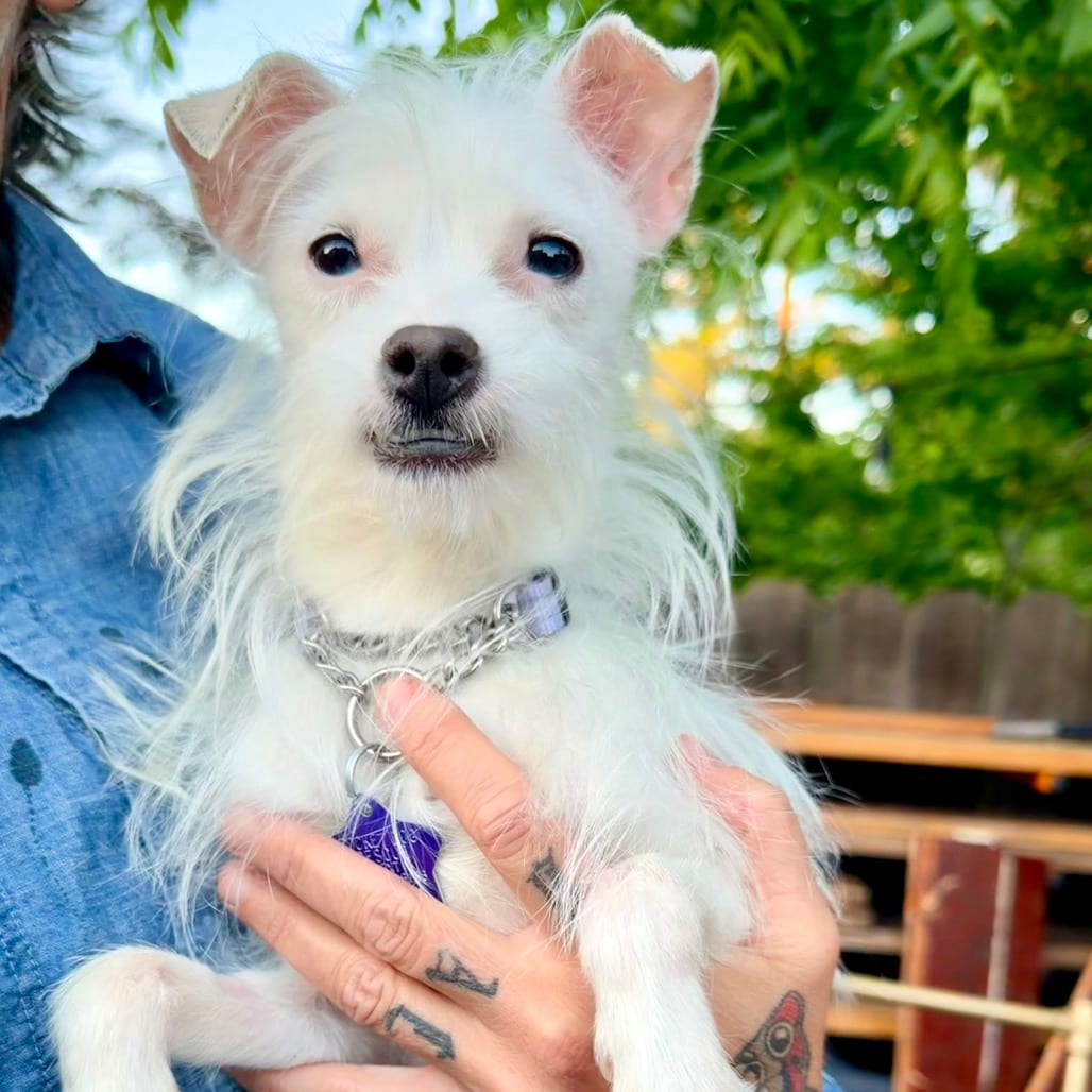 Photo of Sunday, adoptable Terrier / Mix in San Francisco, California
