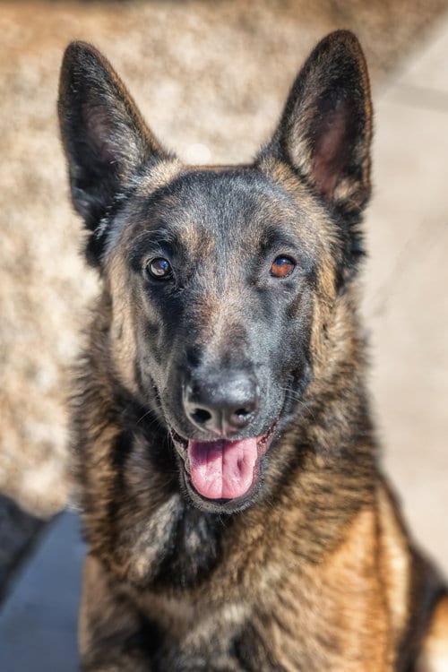 Photo of Archie, adoptable Belgian Shepherd Malinois in Scottsdale, Arizona