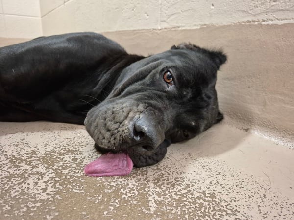 Photo of Vc-13d, adoptable Cane Corso cross in Lawrenceville, Georgia