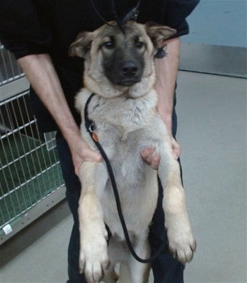 Photo of Heidi, adoptable Belgian Shepherd Malinois in Salinas, California