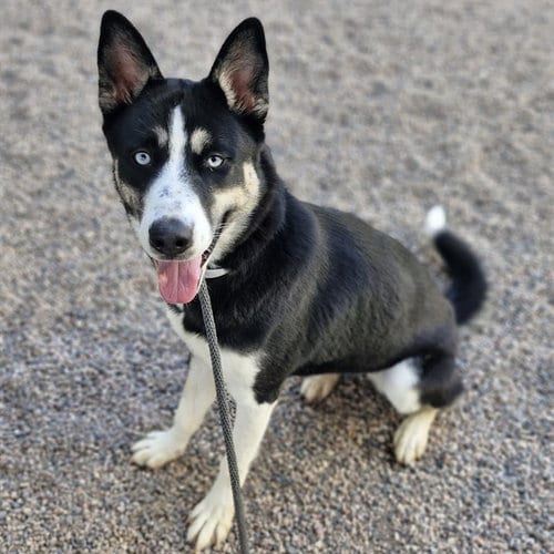 Photo of Ashoka, adoptable Siberian Husky in Mesa, Arizona
