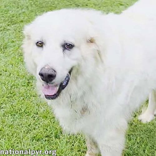 Photo of James in AL - Gives Boops For Attention, adoptable Great Pyrenees in Beacon, New York