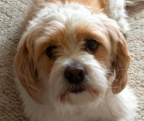 Photo of Sammy, adoptable Spaniel in Westmont, Illinois