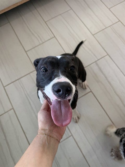 Photo of Lucy, adoptable Pit Bull Terrier in Modesto, California