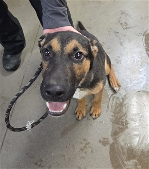 Photo of Everest, adoptable Belgian Shepherd Malinois in Phoenix, Arizona