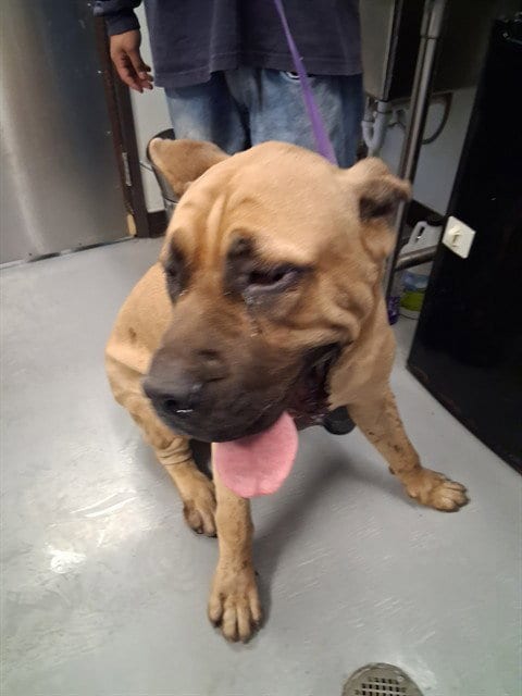 Photo of Capo, adoptable Presa Canario in Bakersfield, California