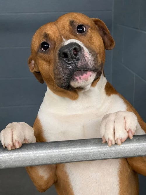 Photo of Bear, adoptable Boxer in garner, North Carolina
