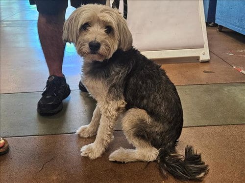 Photo of Mario, adoptable Yorkshire Terrier Yorkie in Van Nuys, California