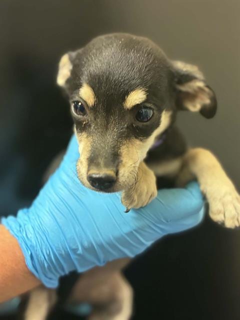 Photo of Meri, adoptable Chihuahua in Visalia, California