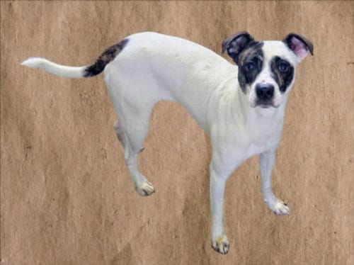 Photo of Pepino, adoptable Jack Russell Terrier (Parson Russell Terrier) in Van Nuys, California