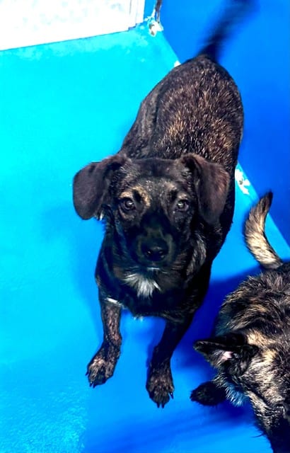 Photo of Senior German Shepherd Dog, adoptable German Shepherd Dog in Bakersfield, California