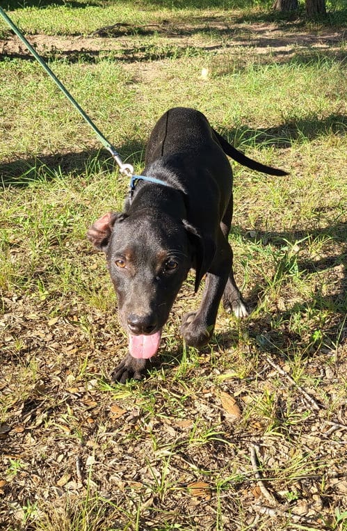 Photo of Gavin, adoptable Labrador Retriever in Sheridan, Texas