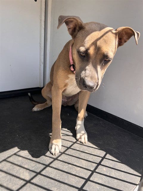 Photo of Dame, adoptable Pit Bull Terrier in Bakersfield, California
