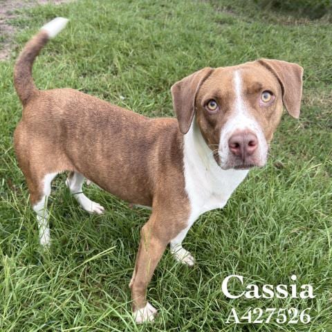 Photo of Cassia, adoptable Pit Bull Terrier in Conroe, Texas