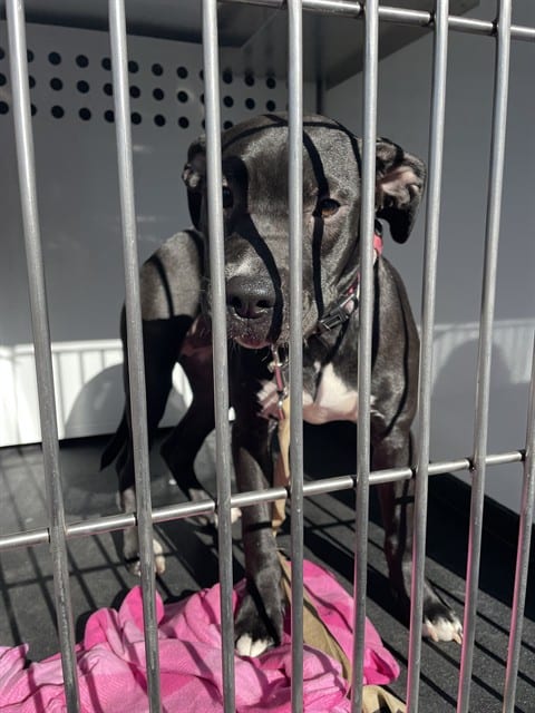 Photo of Karma, adoptable Pit Bull Terrier in San José, California