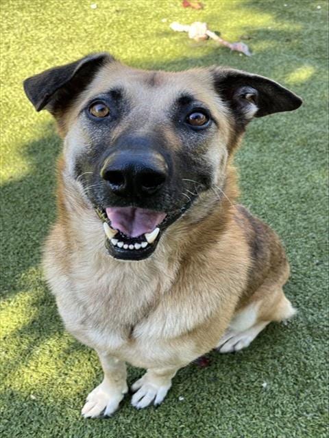 Photo of Astrid, adoptable German Shepherd Dog in Newton, North Carolina