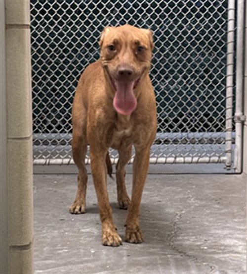 Photo of Lady, adoptable Vizsla in Corpus Christi, Texas