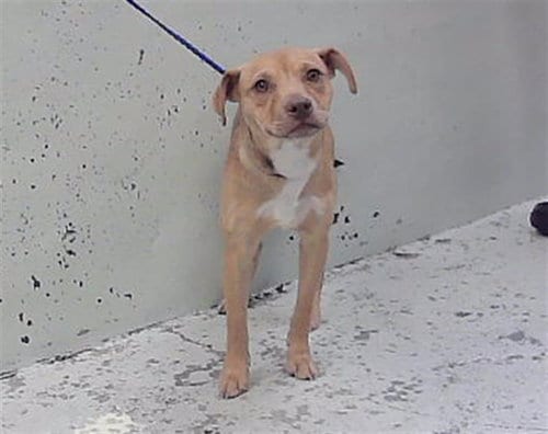 Photo of Jean, adoptable Staffordshire Bull Terrier in Houston, Texas