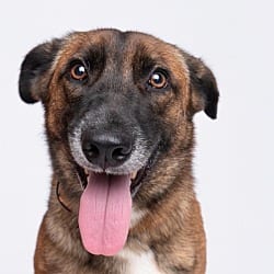 Photo of Blossom- Located in Texas, adoptable Belgian Malinois in Imlay City, Michigan