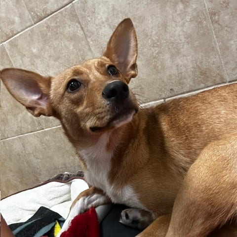 Photo of Brinley, adoptable Mixed Breed (Medium) in Cape Girardeau area, Missouri
