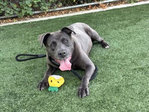 Photo of Mimi, adoptable Staffordshire Bull Terrier in Chatsworth, California
