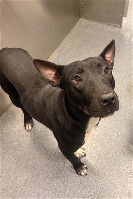 Photo of Pelt, adoptable Mixed Breed
