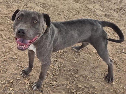 Photo of Cassie, adoptable American Pit Bull Terrier in Albuquerque, New Mexico