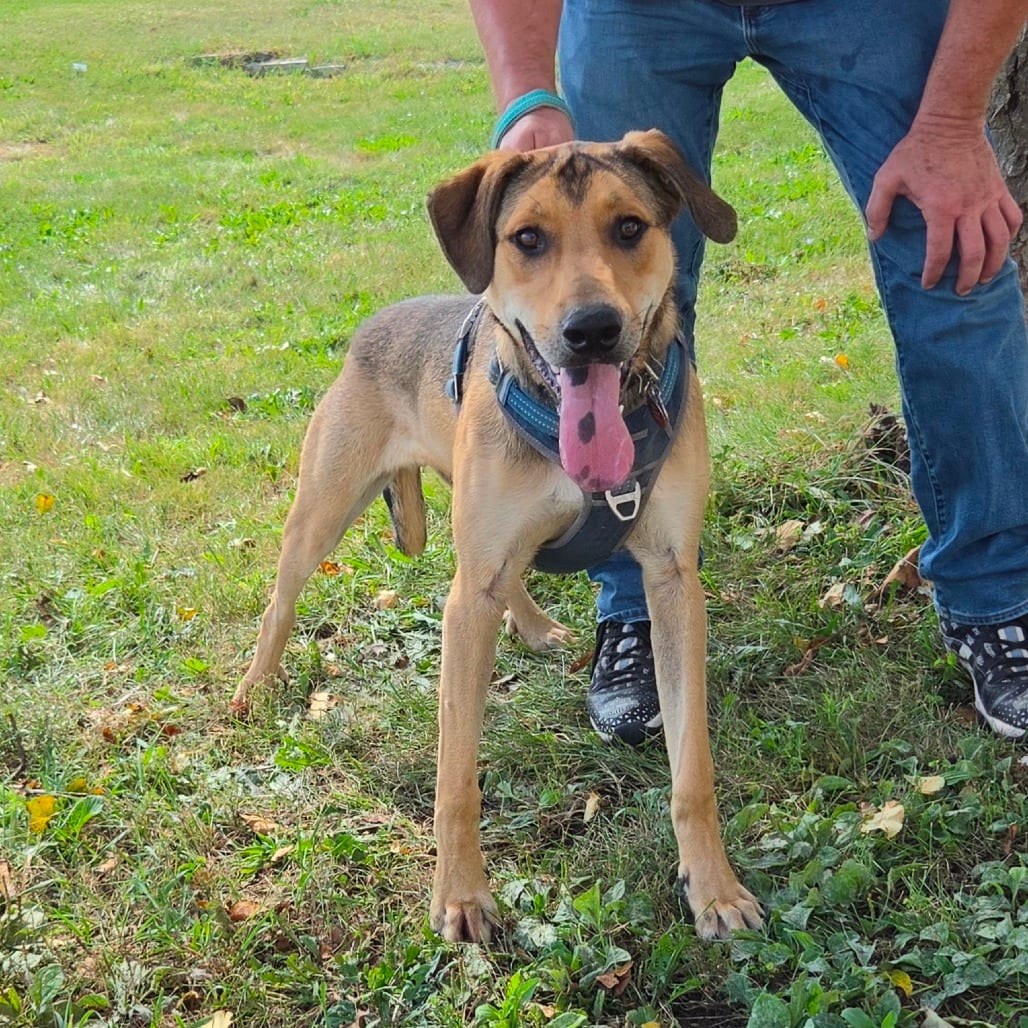 Photo of Falcon, adoptable Retriever, Labrador / Shepherd, German in Normal, Illinois