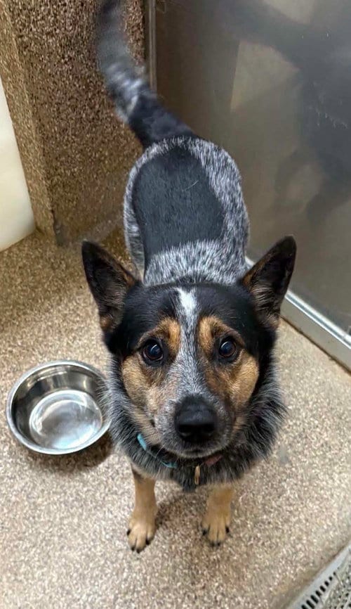 Photo of Bandit, adoptable Australian Cattle Dog/Blue Heeler in Martinsburg, West Virginia