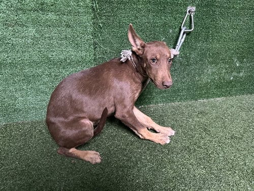 Photo of A5799025, adoptable Doberman Pinscher in Lancaster, California