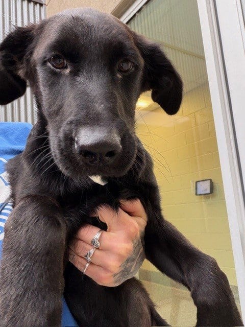 Photo of Rachel Ray, adoptable Labrador Retriever in Brighton, Colorado