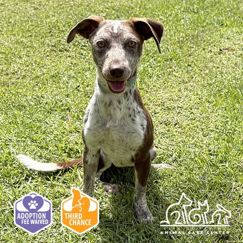 Photo of Muffy, adoptable Pointer in Irvine, California
