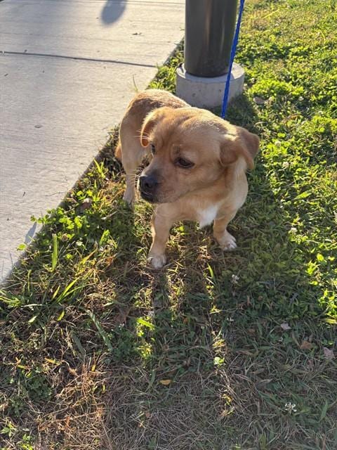 Photo of Guero, adoptable Beagle mix in Chicago, Illinois