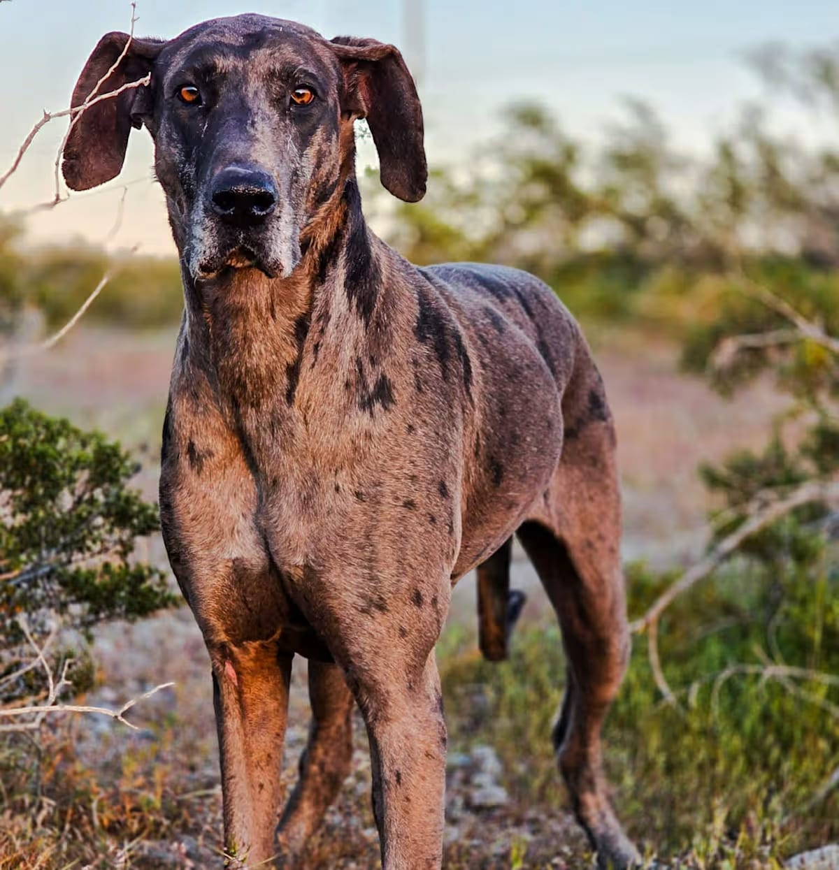 Photo of Shadow, adoptable Great Dane in Tehachapi, California