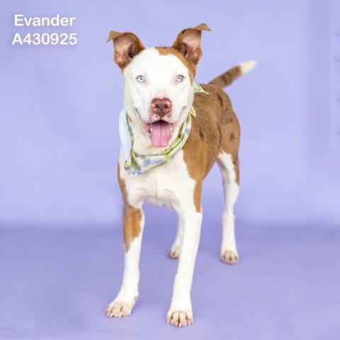Photo of Evander, adoptable Pit Bull Terrier in Conroe, Texas