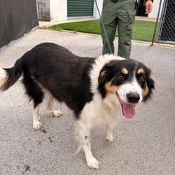 Photo of Snoopy, adoptable Great Pyrenees in Ringgold, Georgia