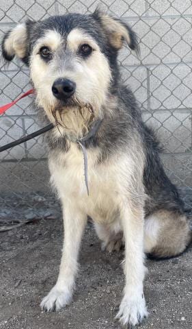 Photo of Bill, adoptable Giant Schnauzer in Riverside, California