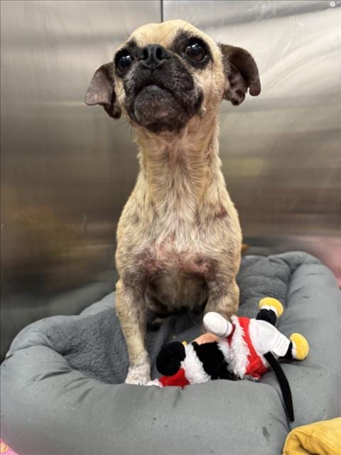 Photo of Maple, adoptable Pug in Tracy, California